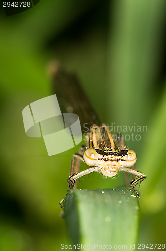 Image of Dragonfly