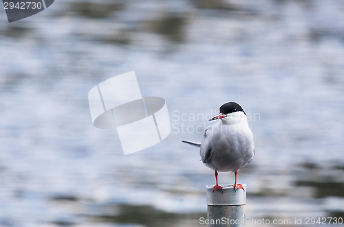 Image of Tern