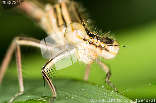 Image of Dragonfly