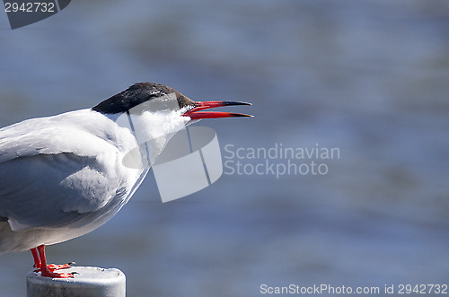 Image of Tern