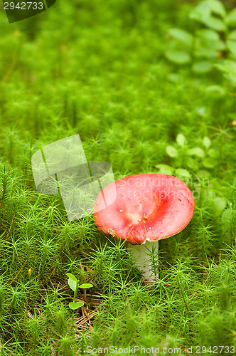 Image of Mushroom