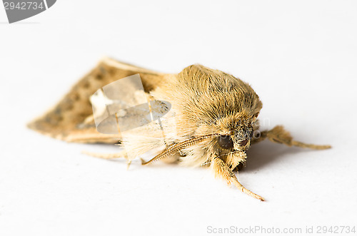 Image of Butterfly
