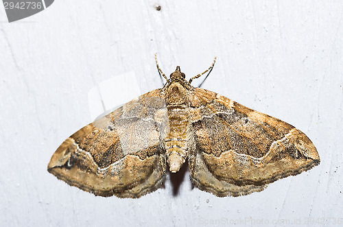 Image of Butterfly