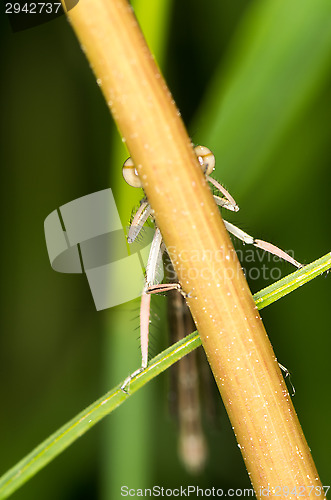 Image of Dragonfly