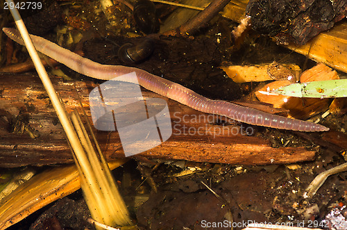 Image of Worm