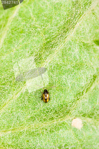 Image of Bug