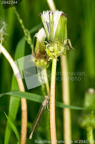 Image of Dragonfly