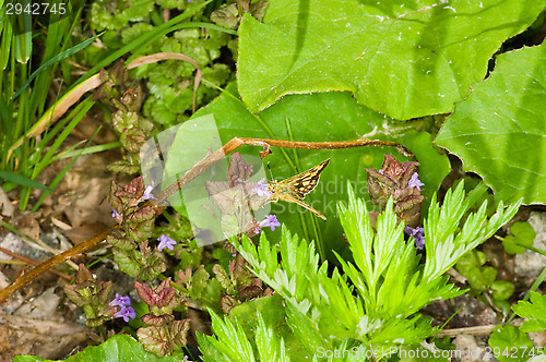 Image of Butterfly