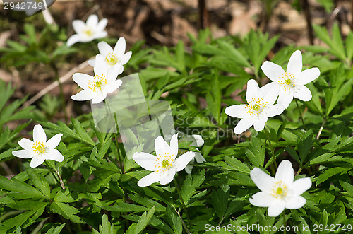 Image of Flowers