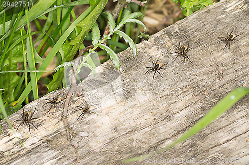 Image of Spiders