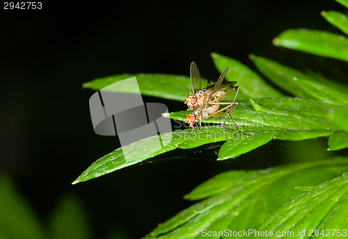 Image of Mating