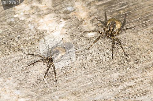 Image of Spider