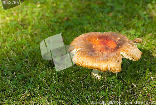 Image of Mushroom