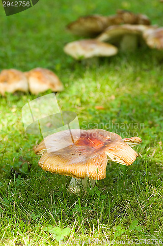 Image of Mushrooms