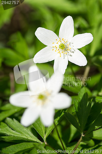 Image of Anemone