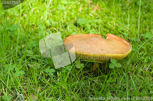 Image of Mushroom