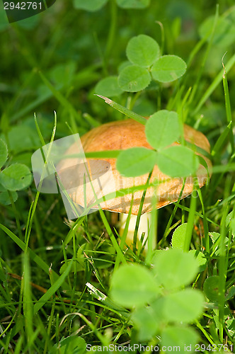 Image of Mushroom