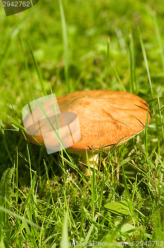 Image of Mushroom