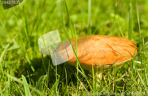 Image of Mushroom