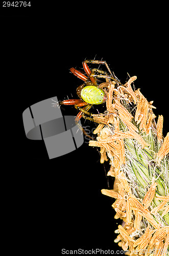 Image of Spider