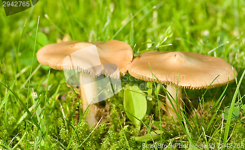 Image of Mushroom