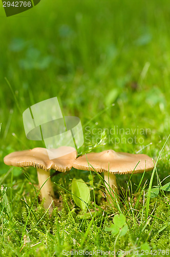 Image of Mushroom