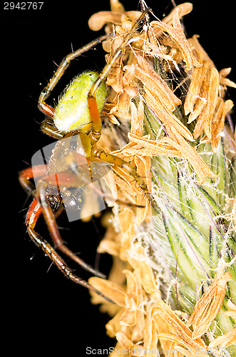 Image of Spider