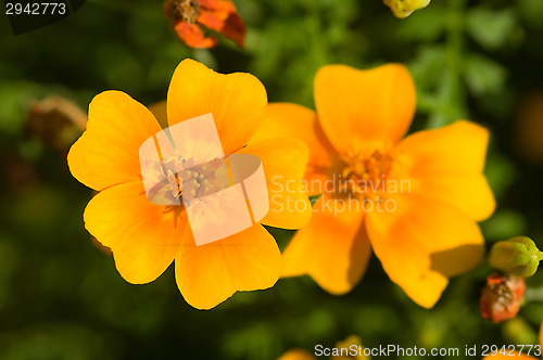 Image of Marigold