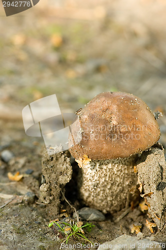 Image of Mushroom