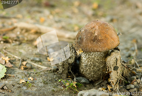 Image of Mushroom
