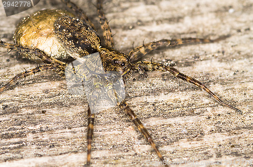 Image of Spider