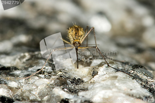 Image of Mosquito