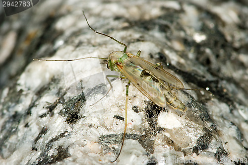 Image of Mosquito