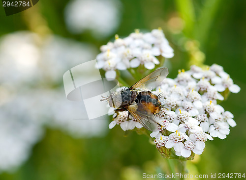 Image of Fly