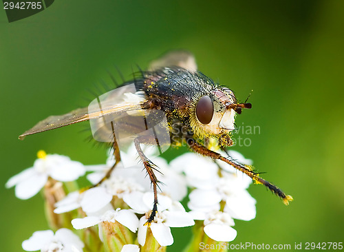 Image of Fly