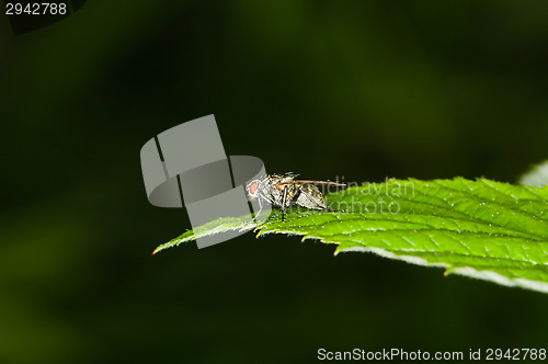 Image of Fly
