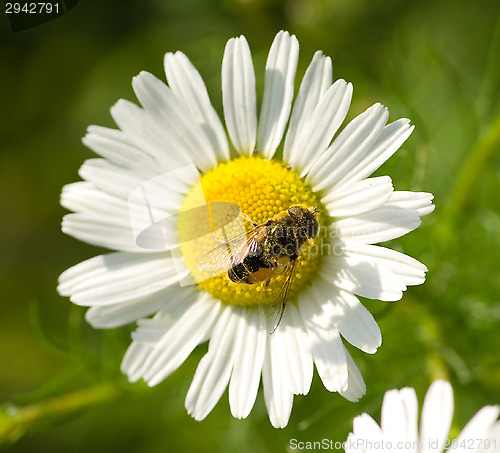 Image of Hoverfly