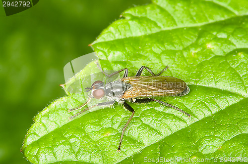 Image of Fly