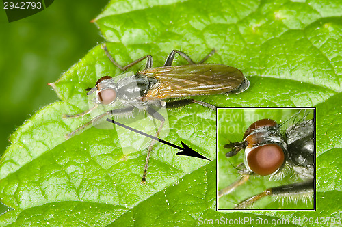 Image of Fly