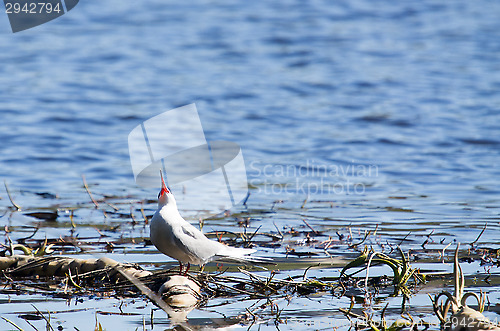 Image of Tern