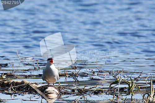 Image of Tern