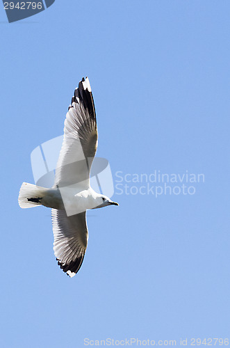 Image of Gull