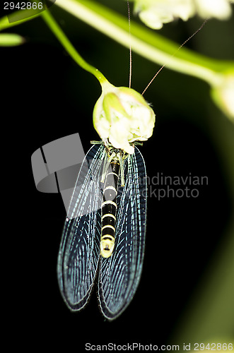 Image of Lacewing