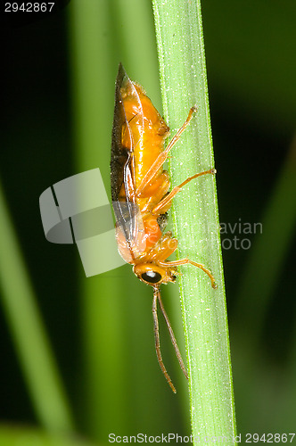 Image of Fly