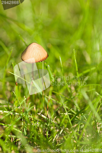 Image of Mushroom