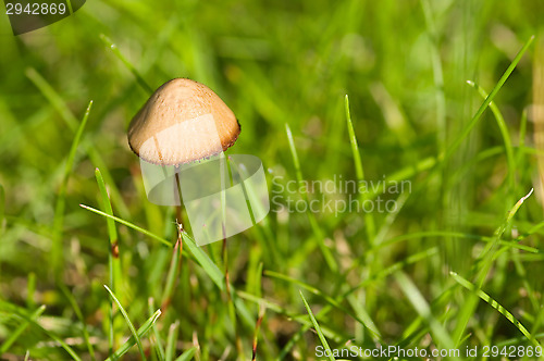 Image of Mushroom