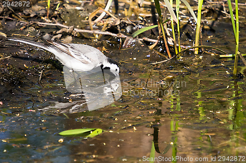 Image of White wagtail