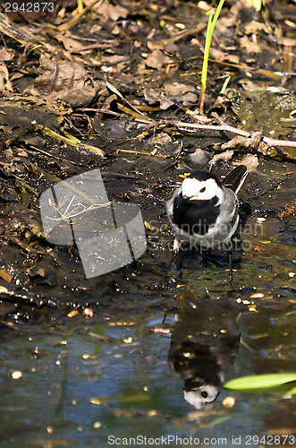 Image of Motacilla alba