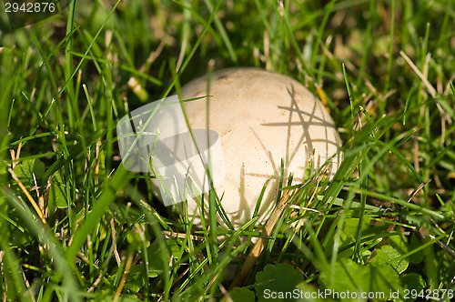 Image of Mushroom