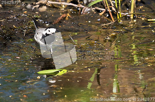 Image of White wagtail